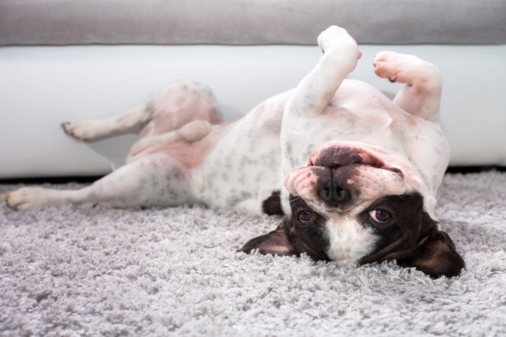 French bulldog lying down on the carpet