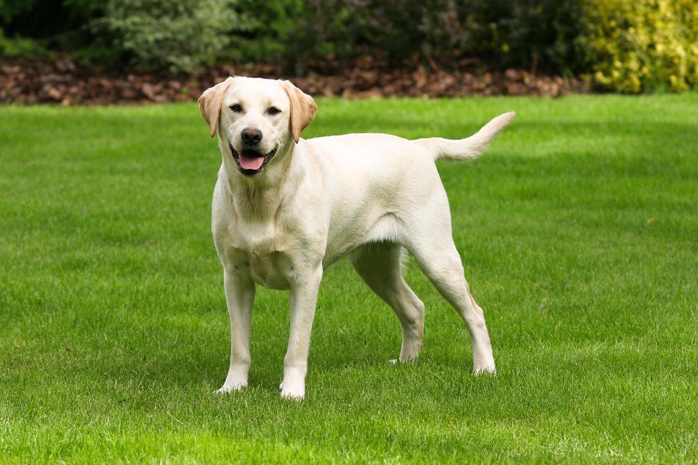 Yellow labrador retriever on green grass lawn