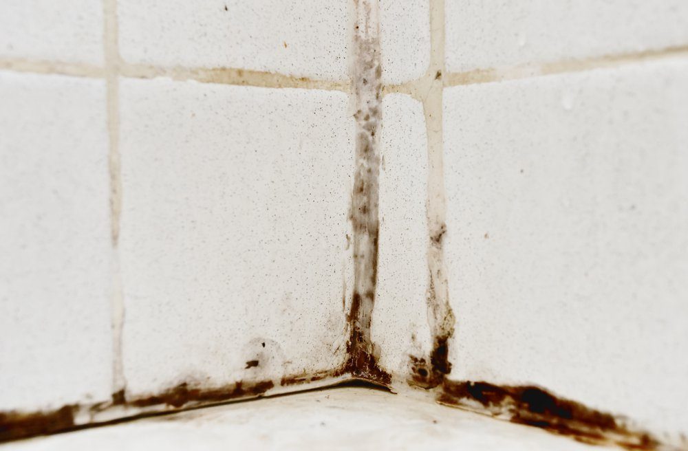 Black mold growing on shower tiles in bathroom