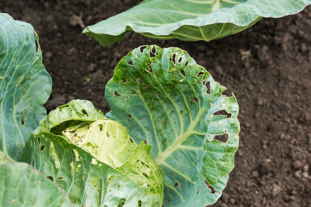 Cabbage damaged by insects is close