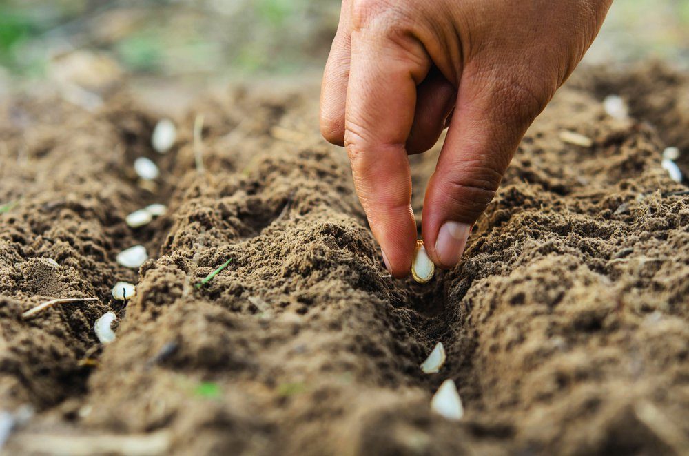 hand planting pumpkin seed of marrow in the vegetable garden