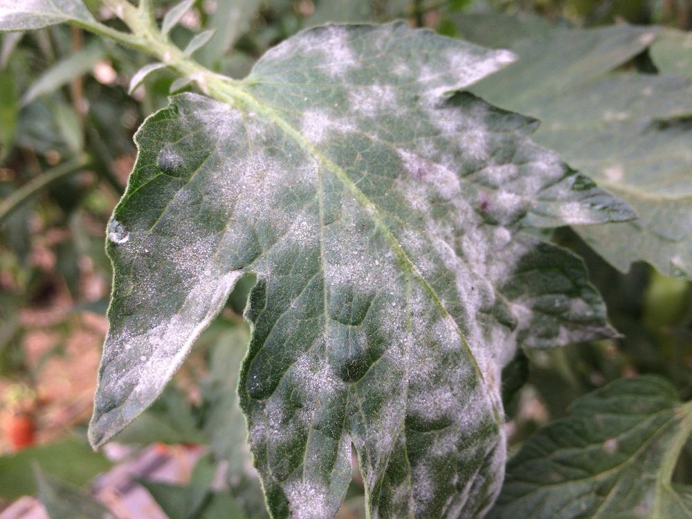 Powdery mildew tomato