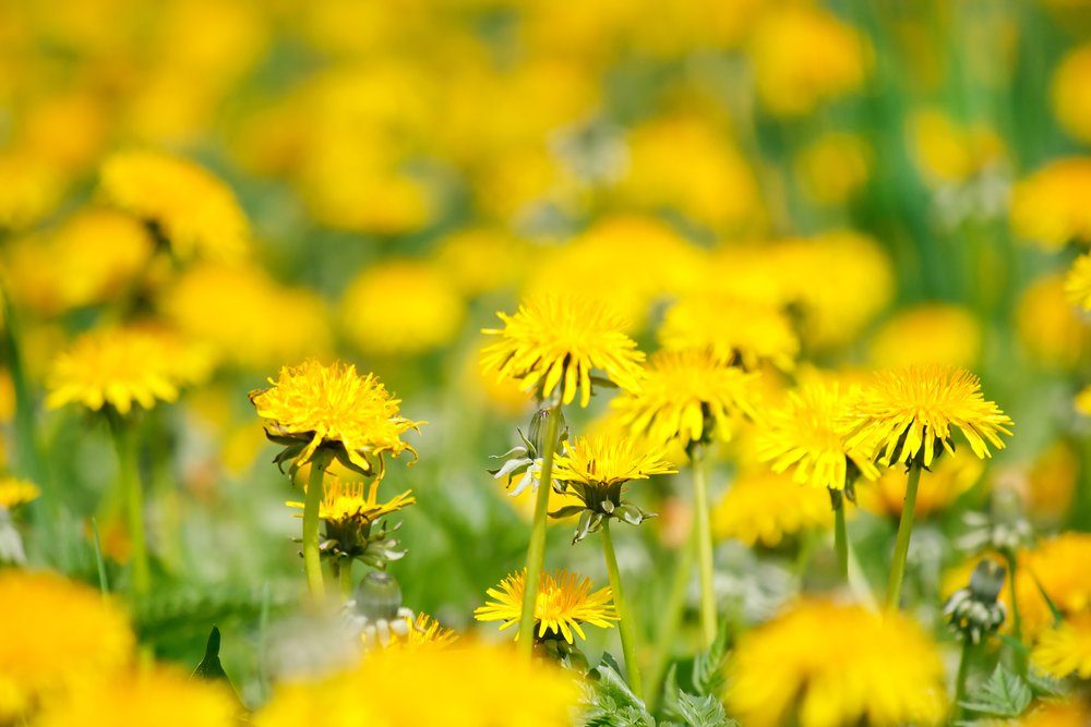 Field of dandelions