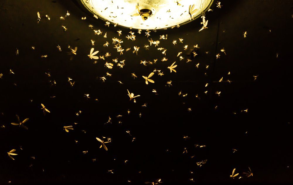 Moths are flying to find the light from neon lights at night.