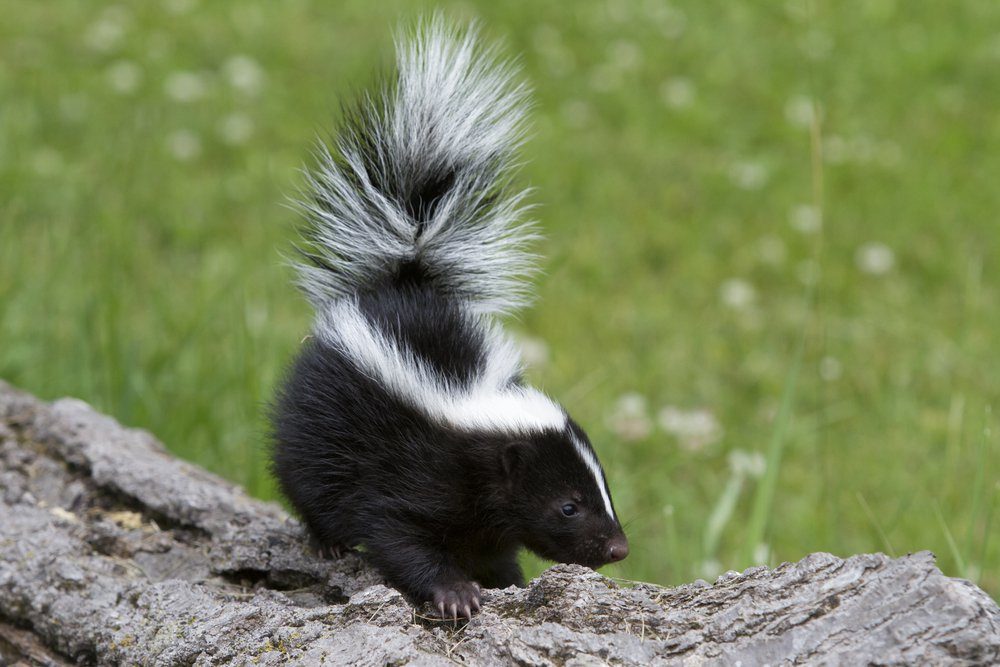 Pretty Little Skunk