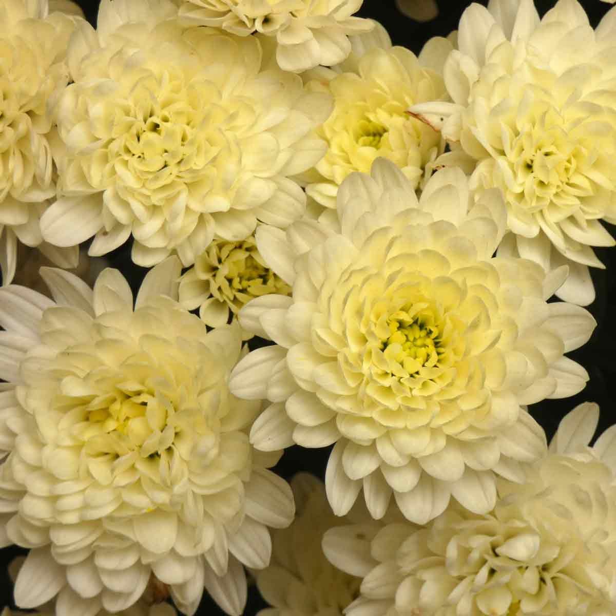 Chrysanthemums White Yellow Flowers