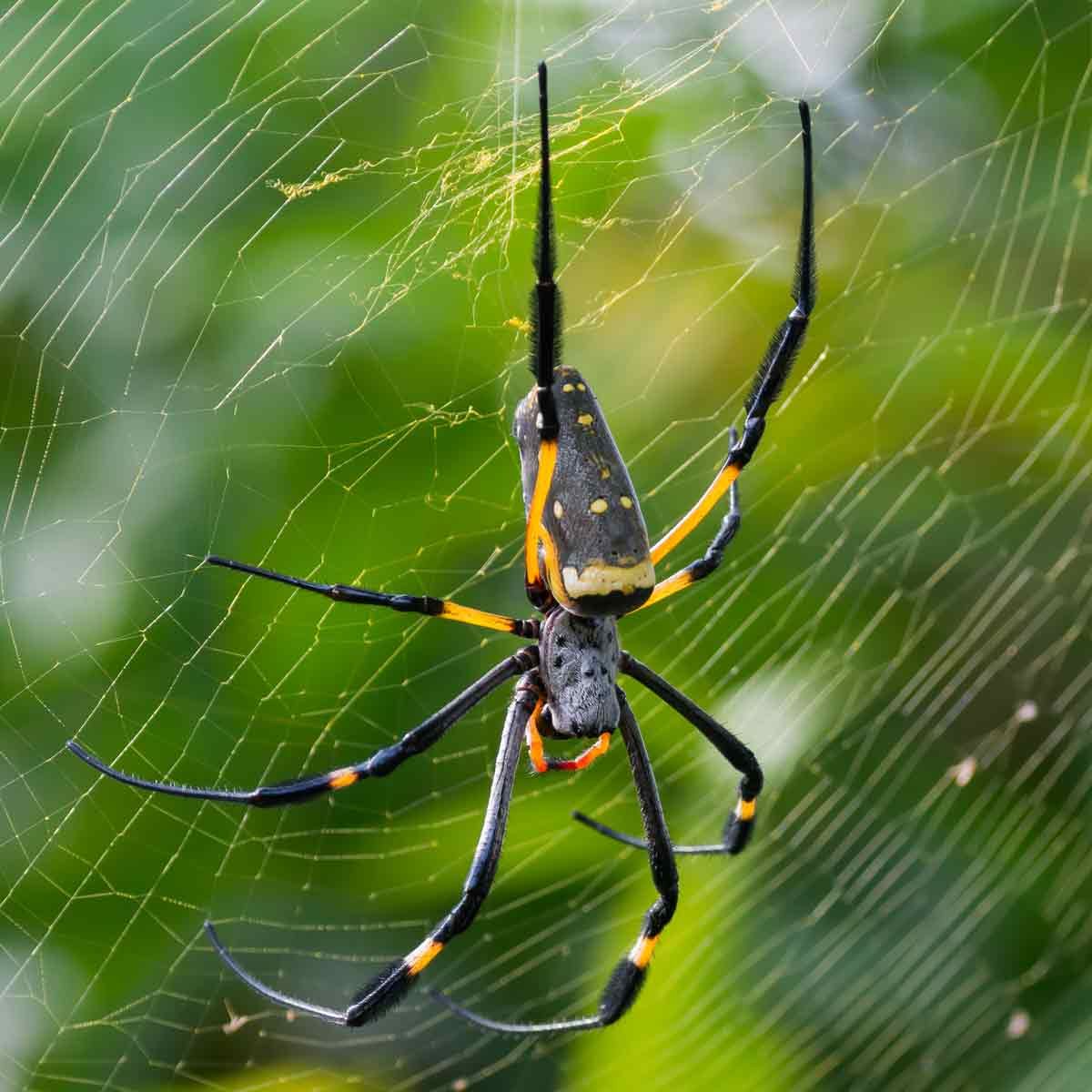 Orb-weaver-spider