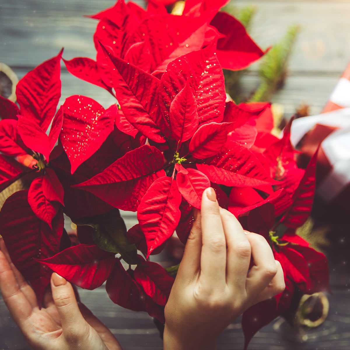 poinsettia flowers christmas