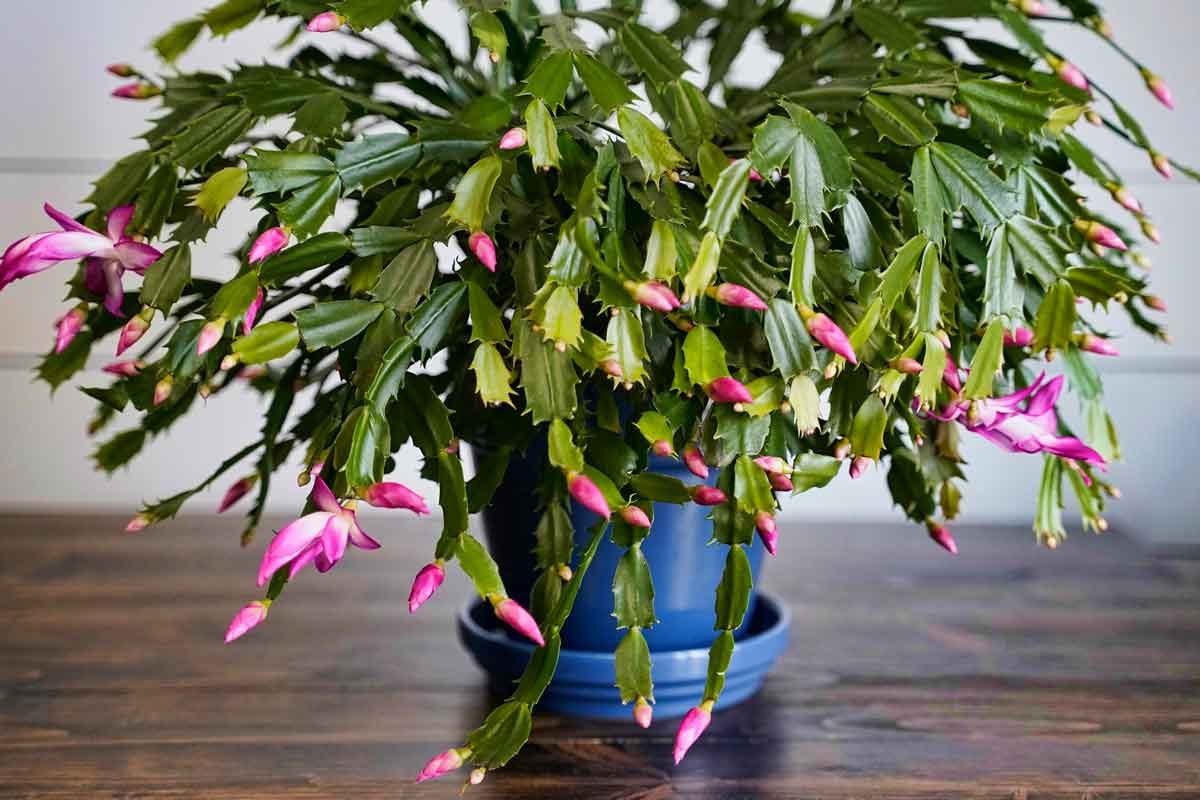 Thanksgiving Cactus