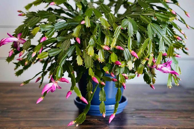 Thanksgiving Cactus