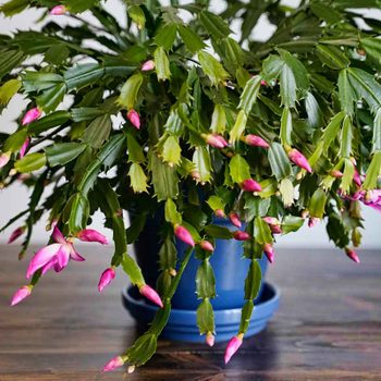 Thanksgiving Cactus