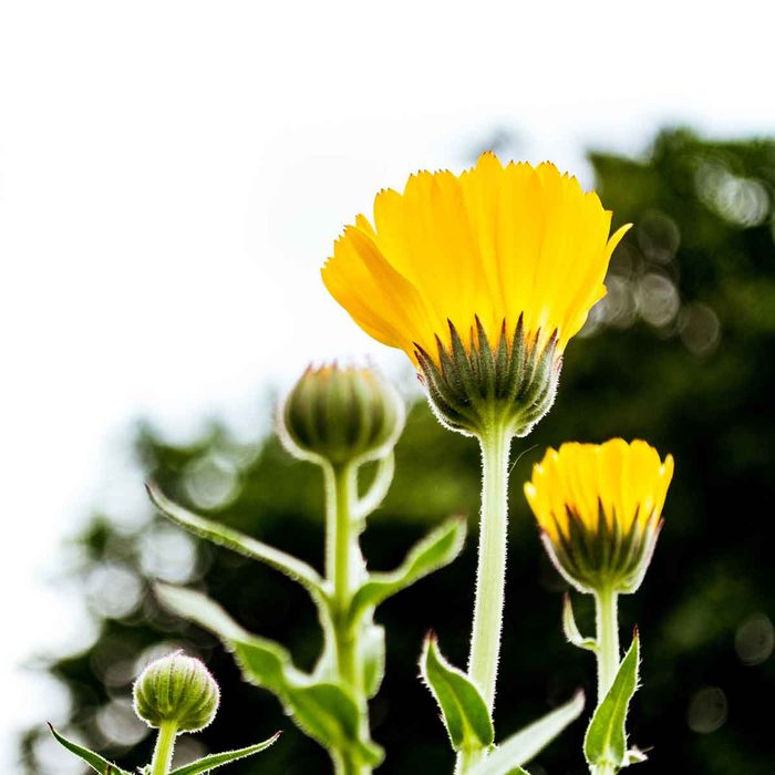Calendulas
