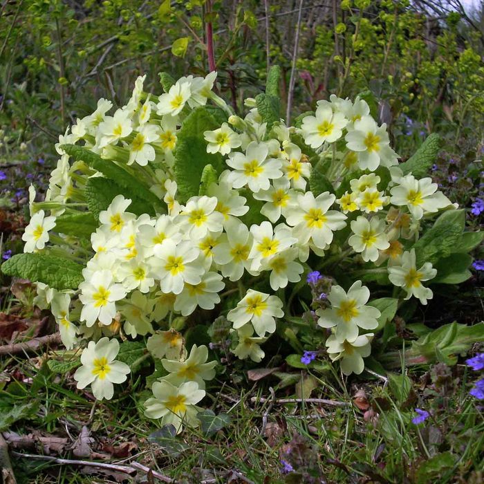 English Primrose Primula Vulgaris