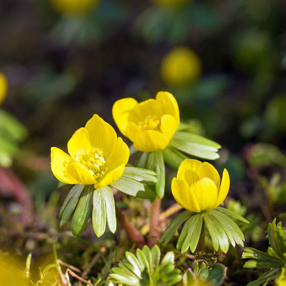 Winter Aconite 