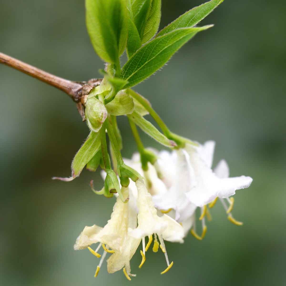 Winter Honeysuckle 