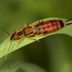 Earwig Pest Control - A Guide to the Common "Pincher Bug"