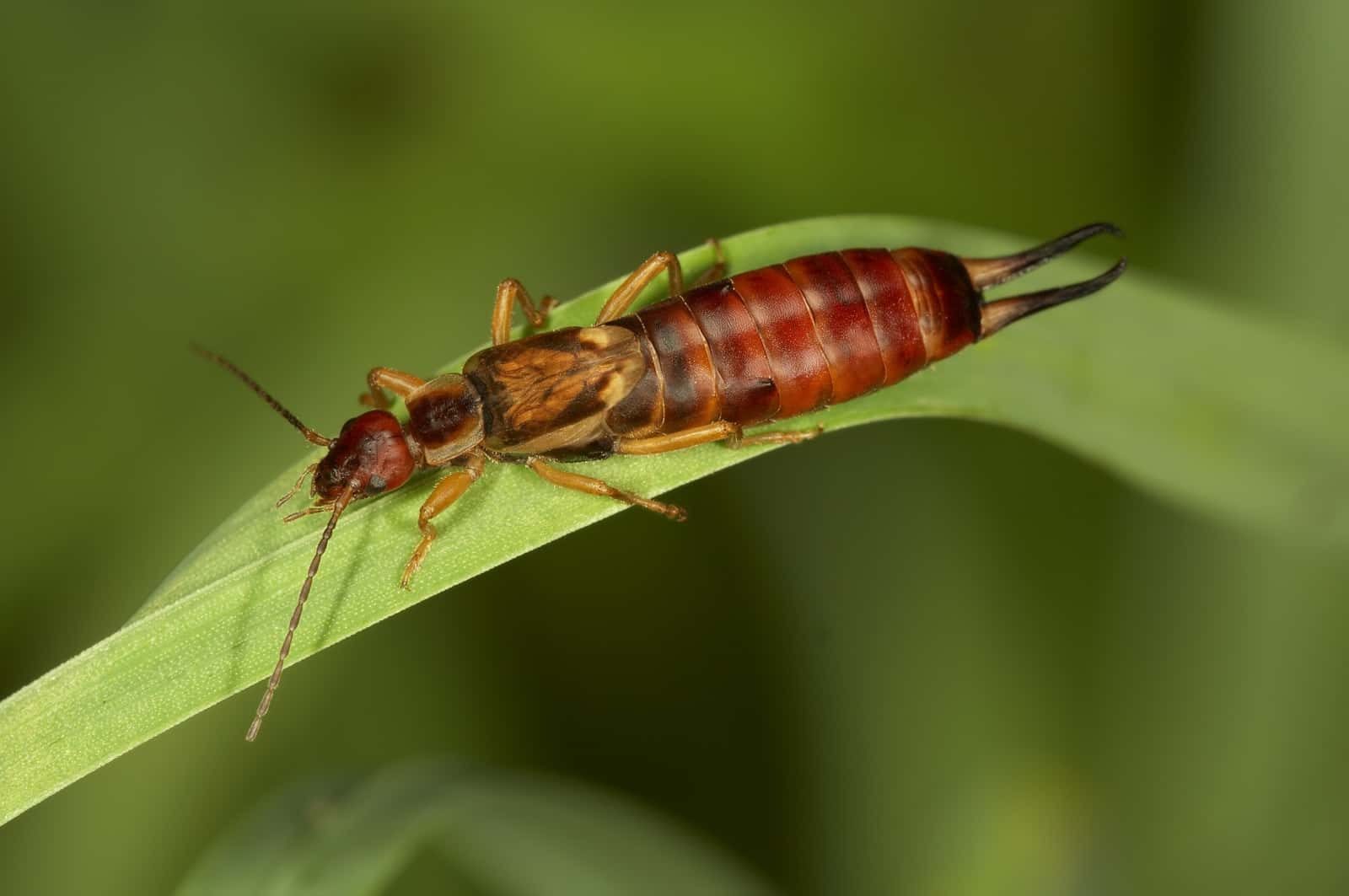 Common Household Earwig