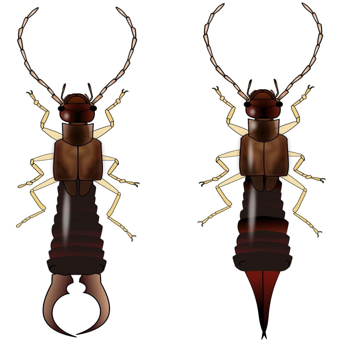 Earwig male vs female comparison