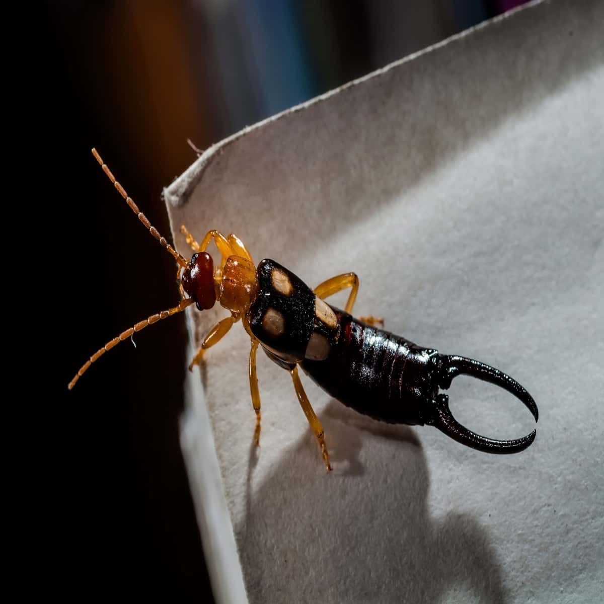 Earwig pincers