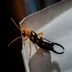 Are Earwigs Dangerous to People and Pets?