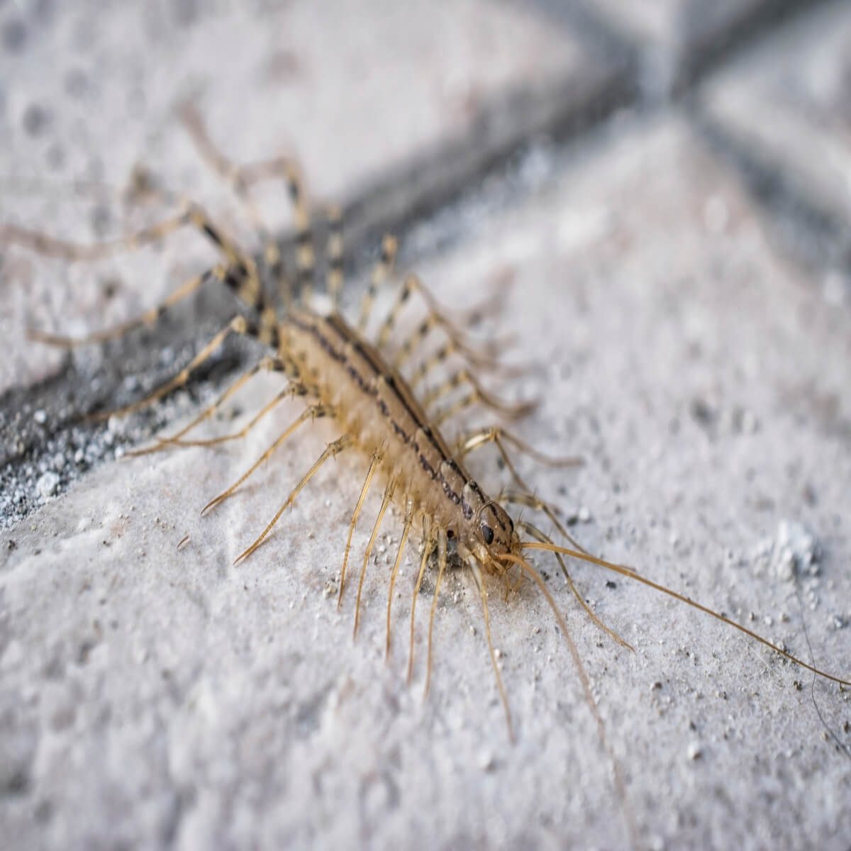 common house centipede