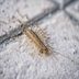 Are Centipedes Poisonous?