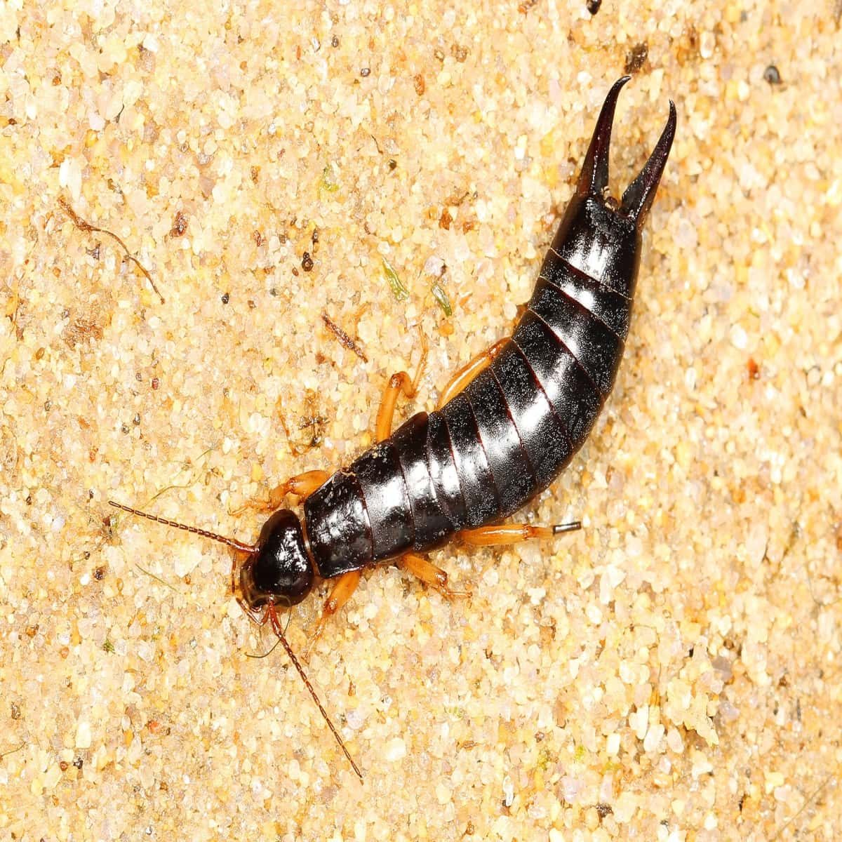 Maritime Earwig