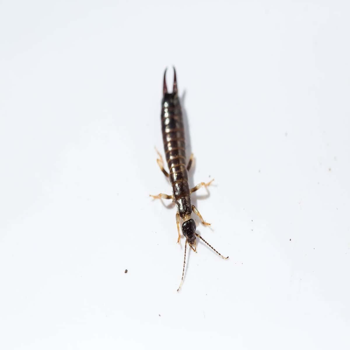 Ring Legged earwig