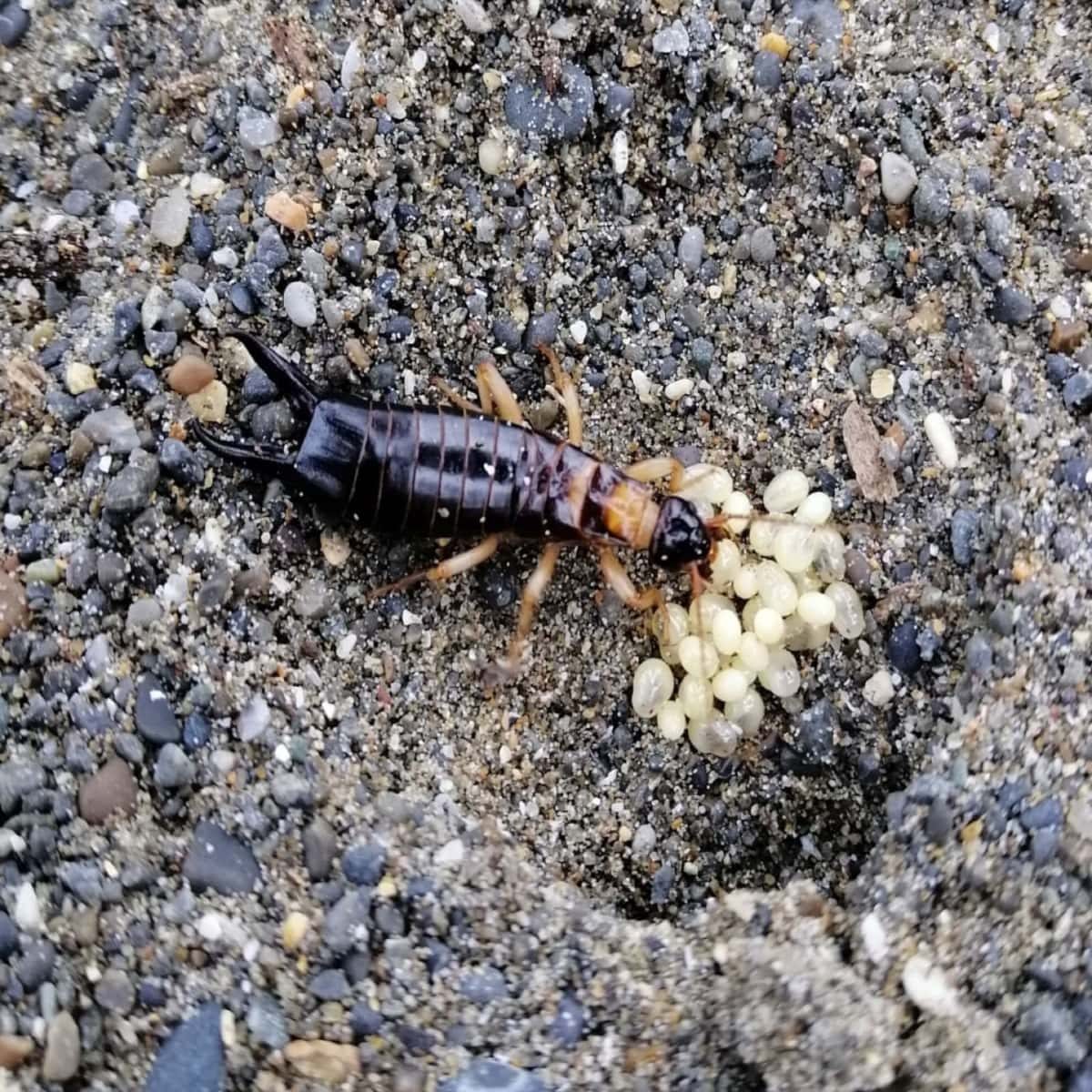 Seashore Earwig