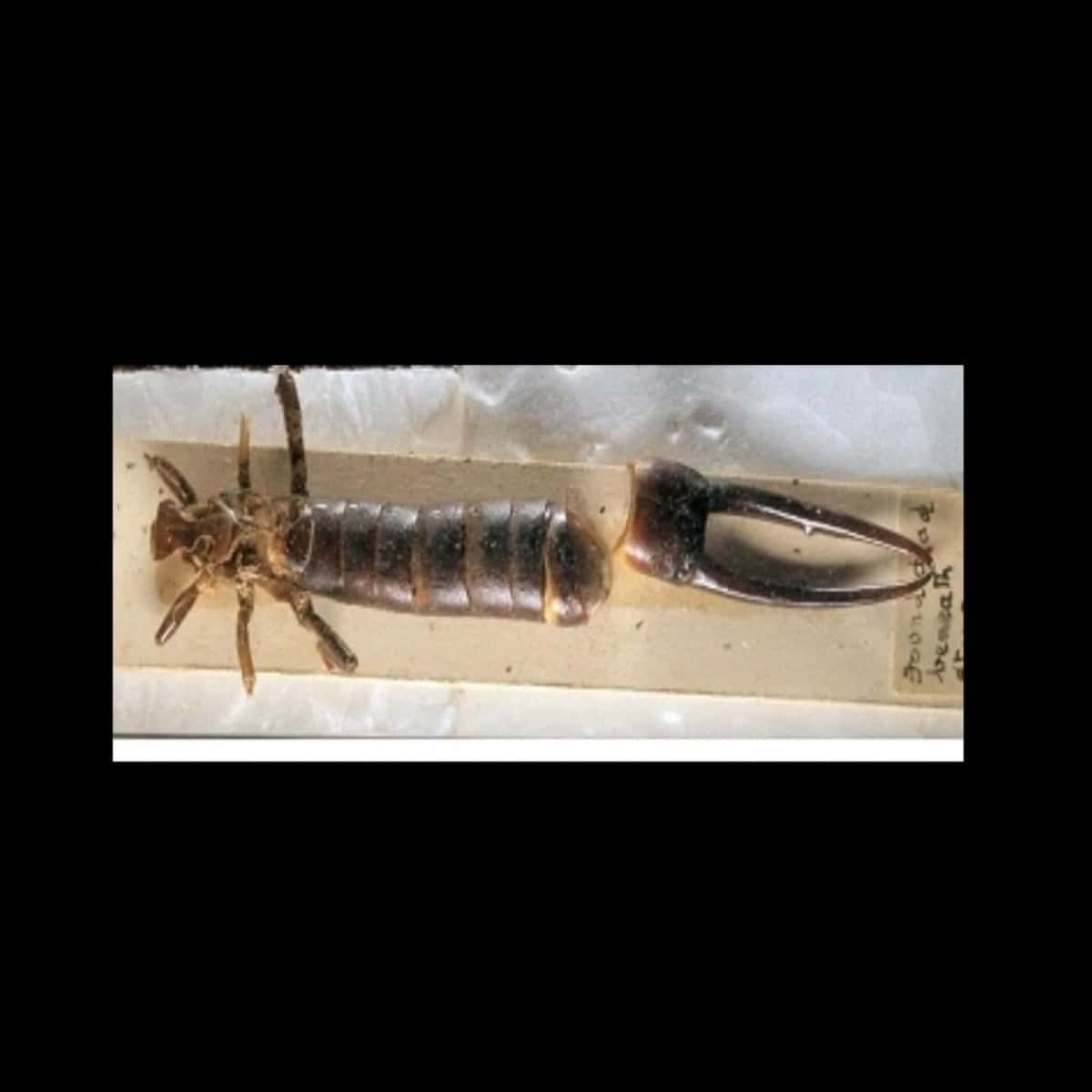 St. Helena (Giant) earwig