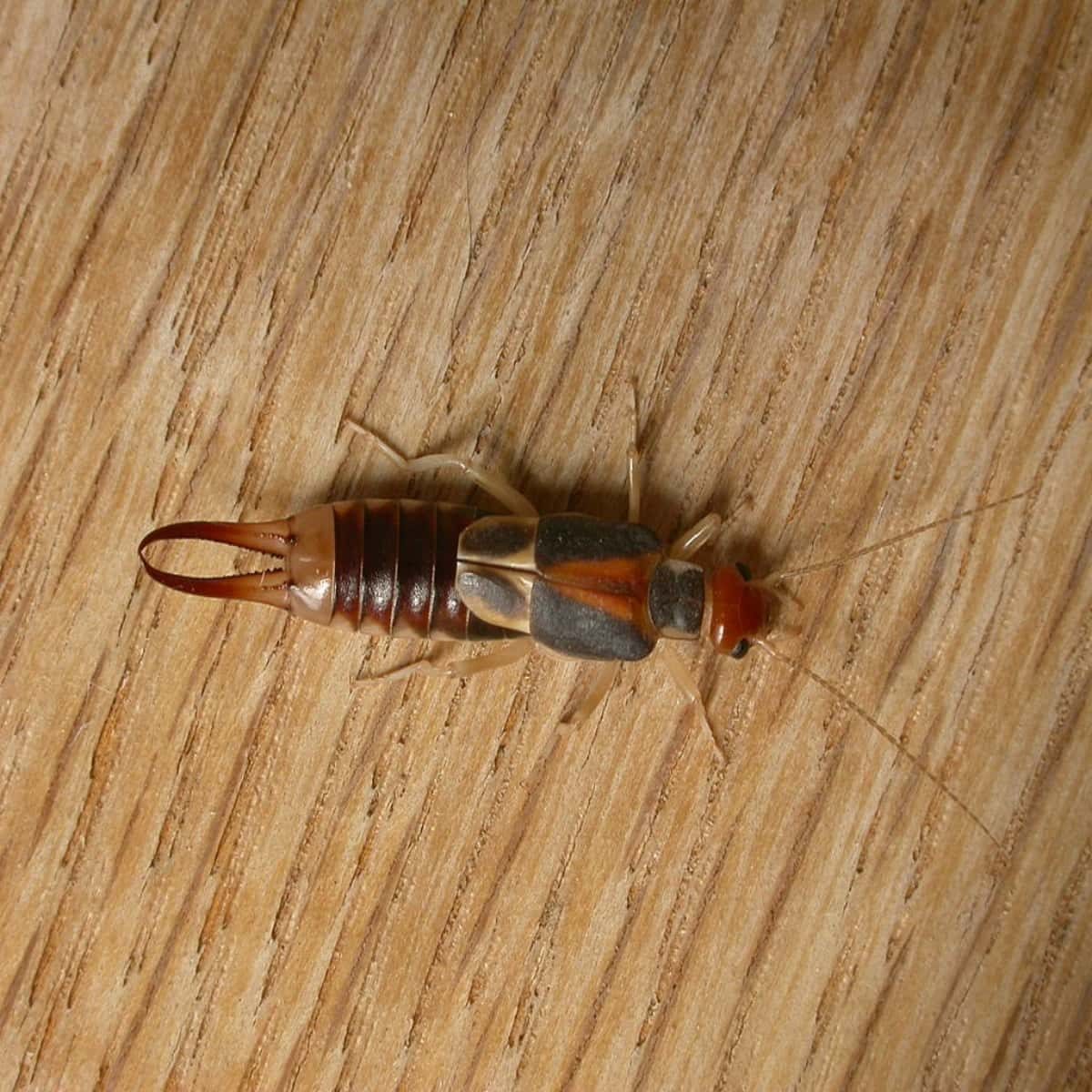 Striped earwig