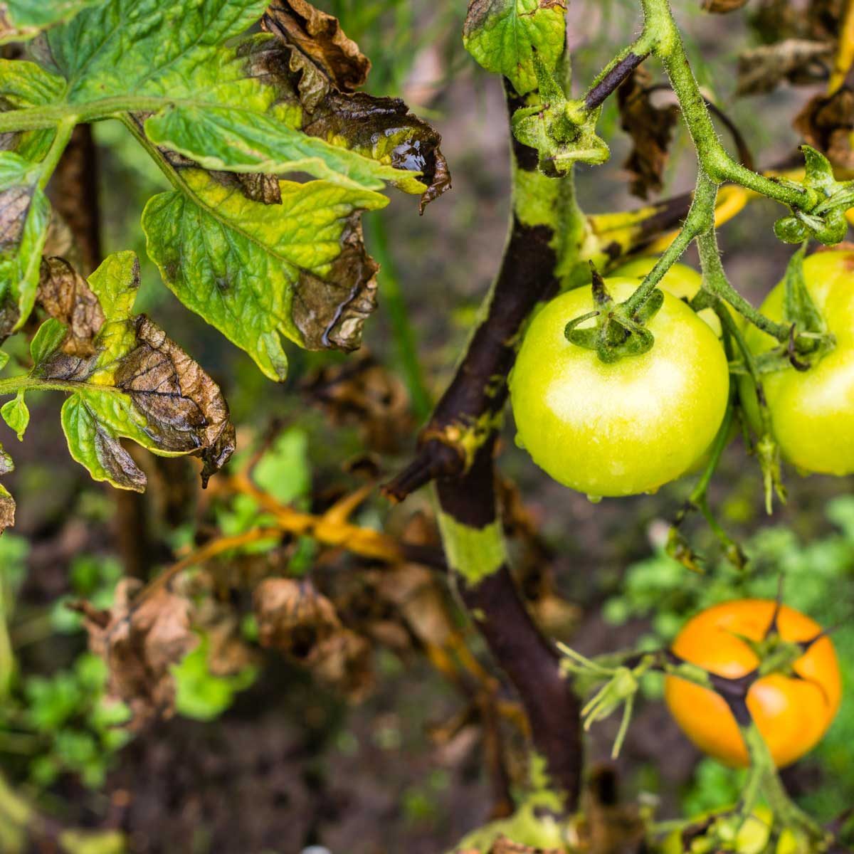 This Penny Hack Will Save Your Plants from Blight