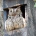 How To Attract Owls for Rodent Control in Your Yard