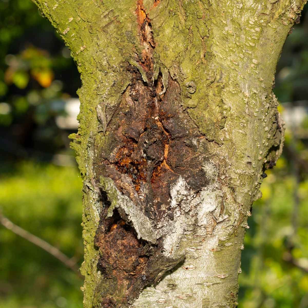 Canker Disease