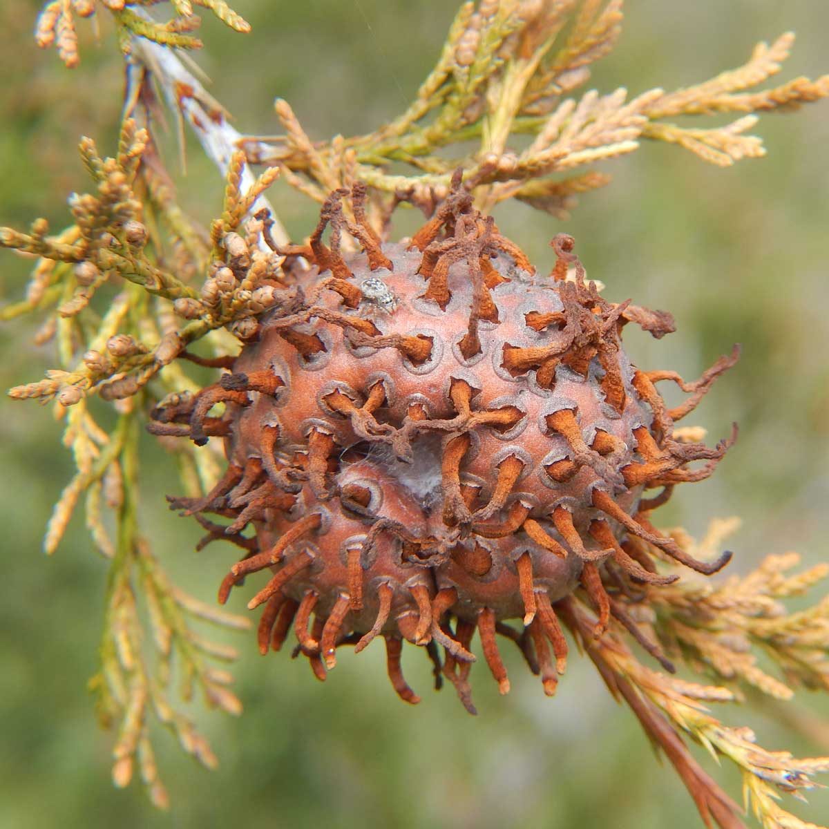 Cedar-Apple Rust