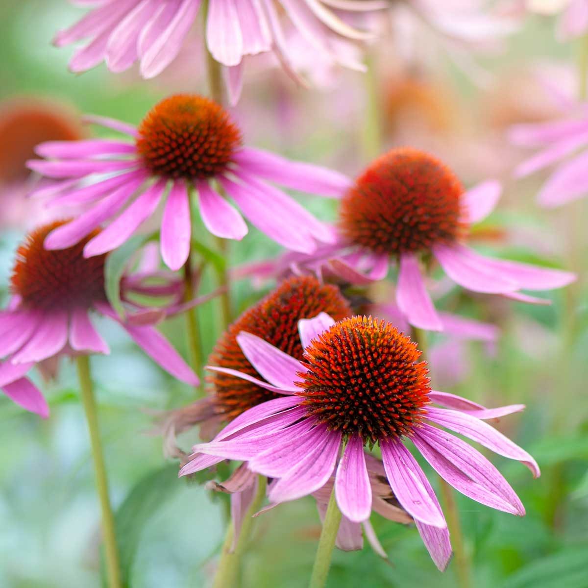 Coneflowers