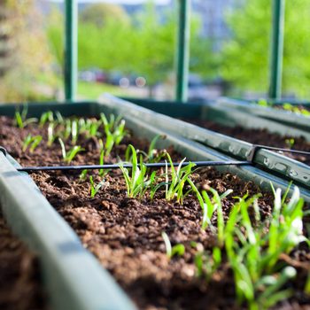 Seedlings are growing in plant boxes