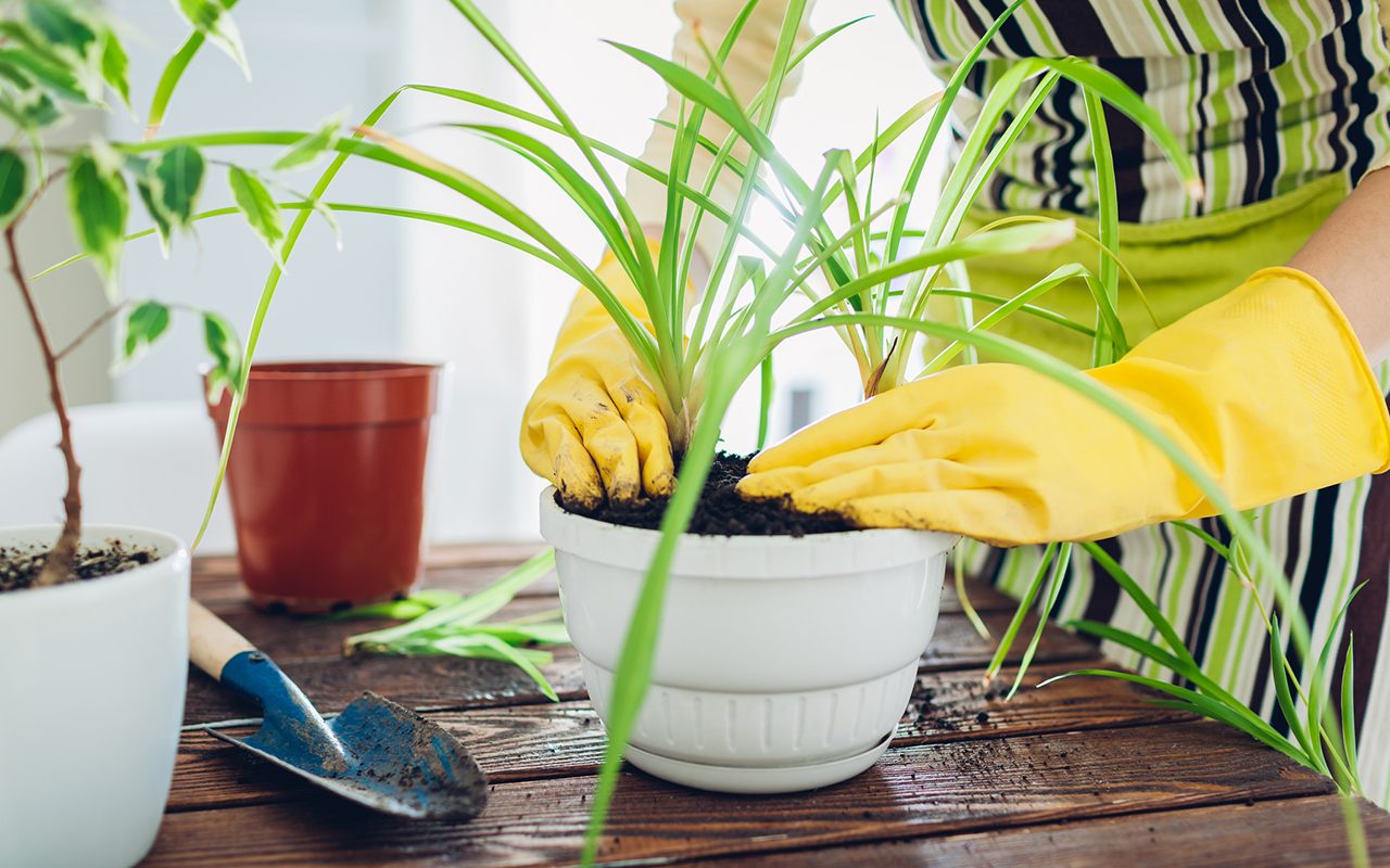 Woman transplanting plant into another pot on kitchen. Housewife taking care of home plants and flowers. Gardening