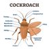 Cockroach Information and Pest Control for Home and Business Owners