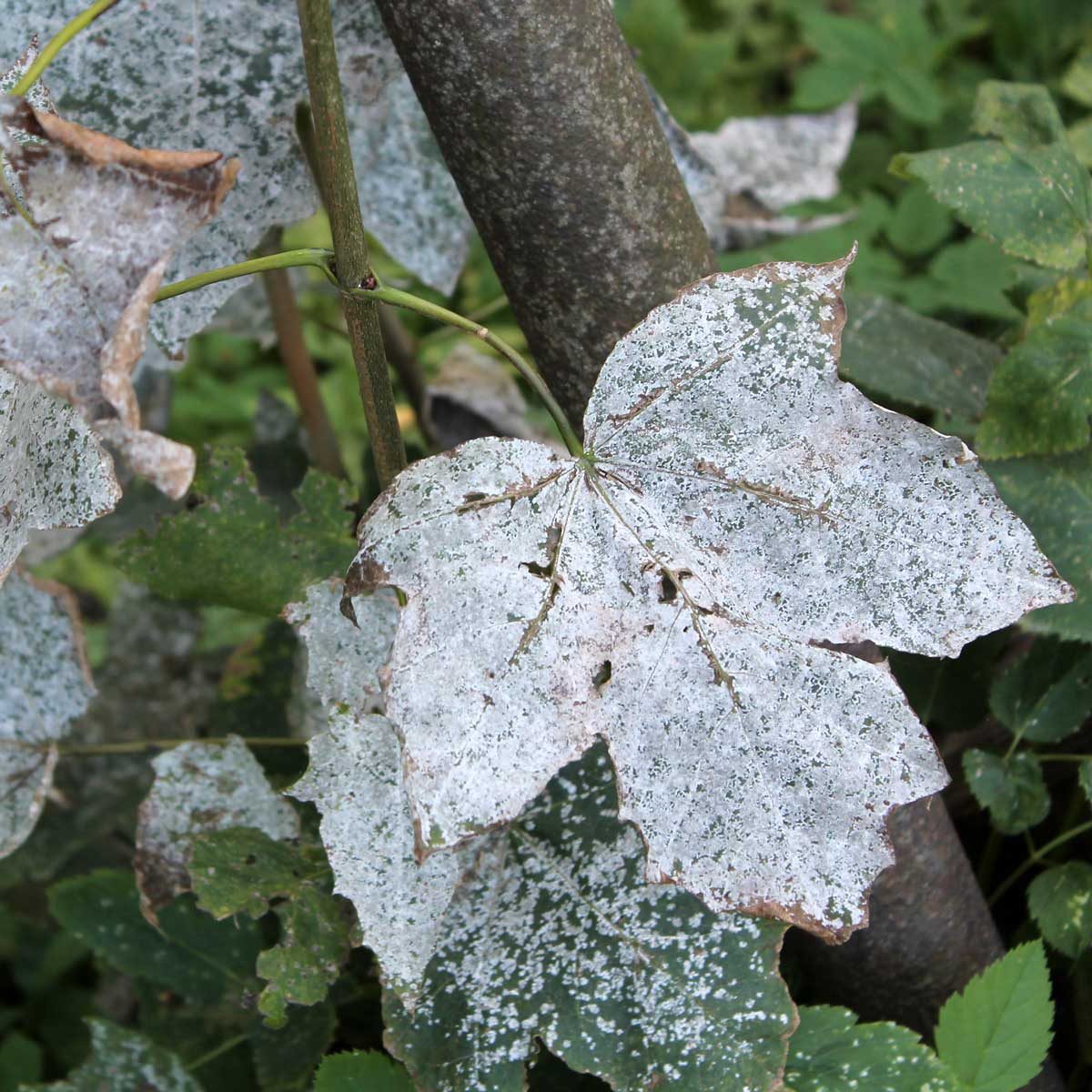 Powdery Mildew