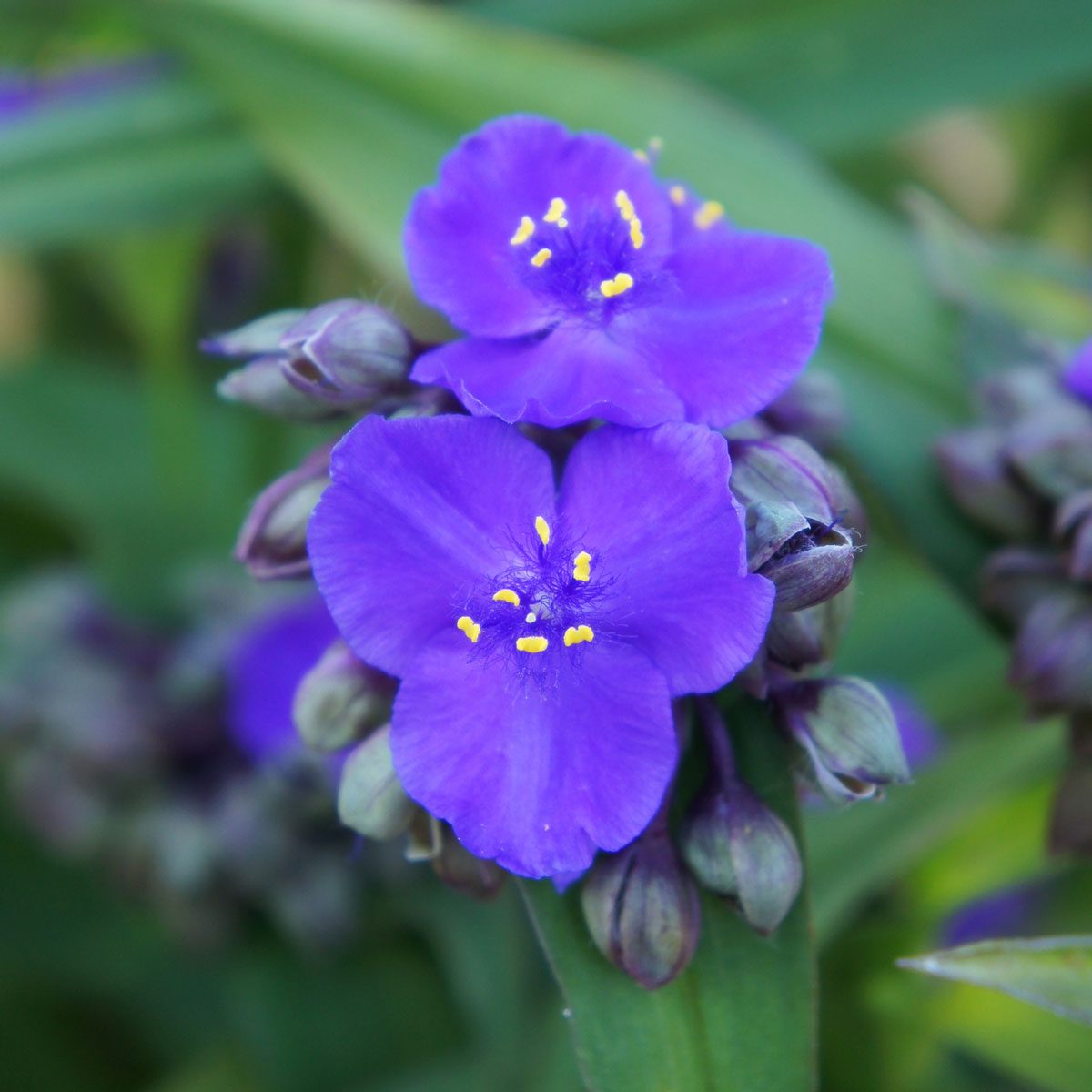 Virginia Spiderwort