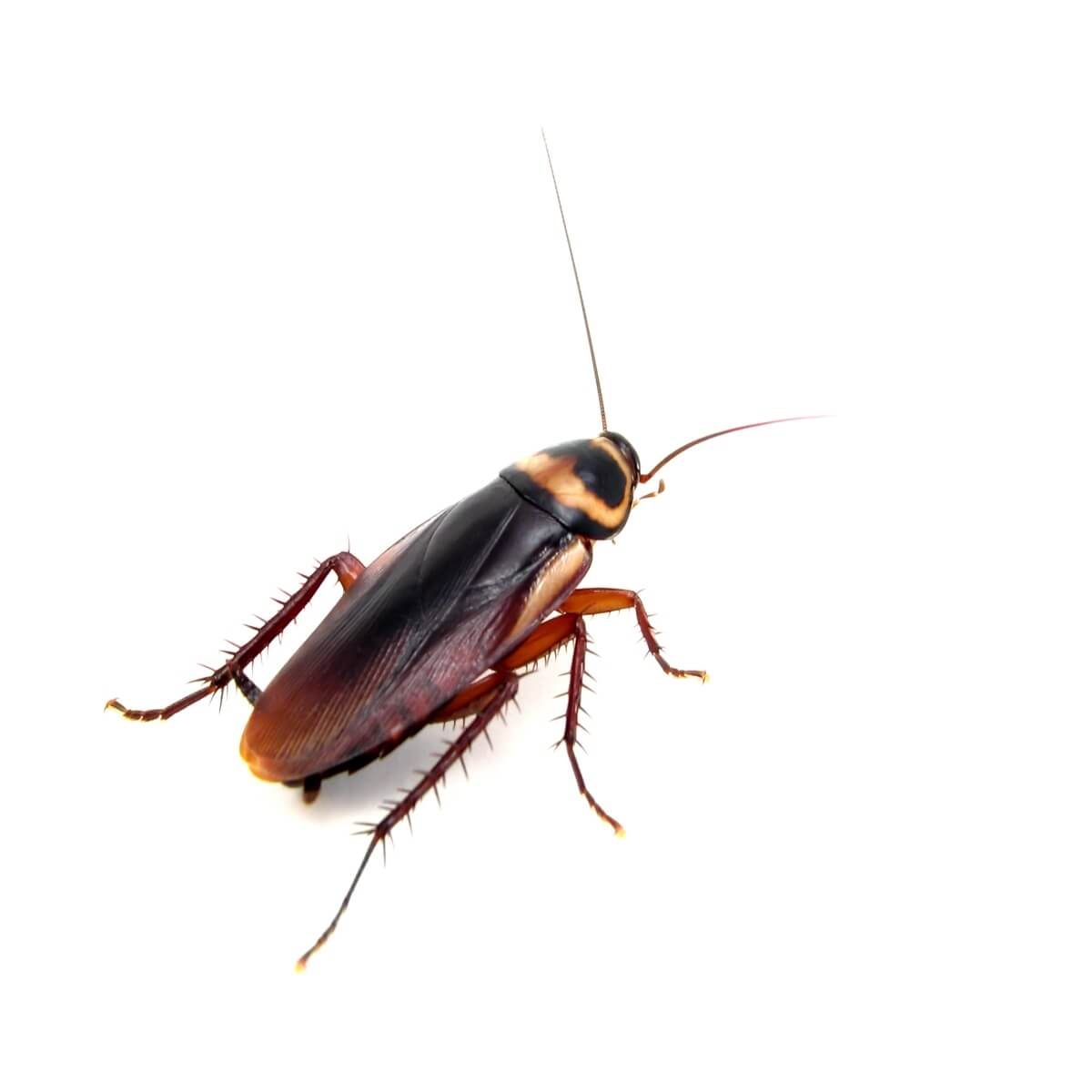 american cockroach