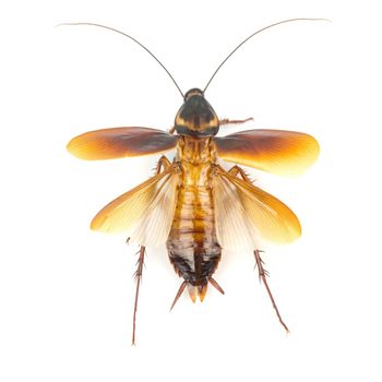 cockroaches fly