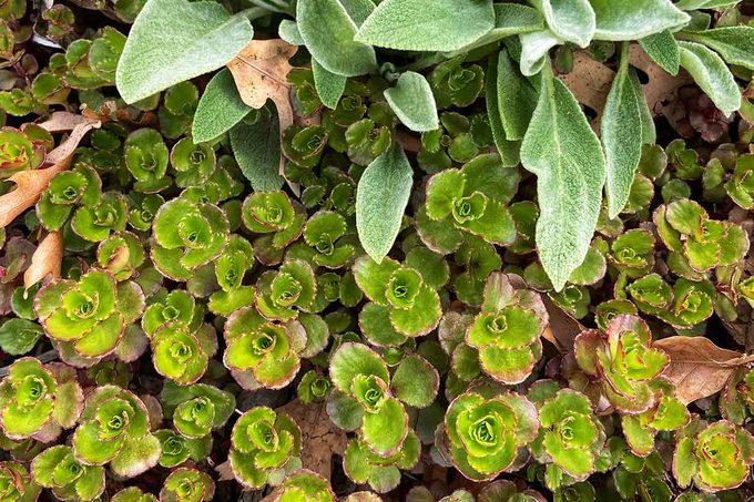 Ground Cover Sedum