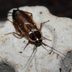 How to Identify and Get Rid of Pennsylvania Wood Cockroaches