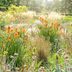 11 Hardy Prairie Plants to Try