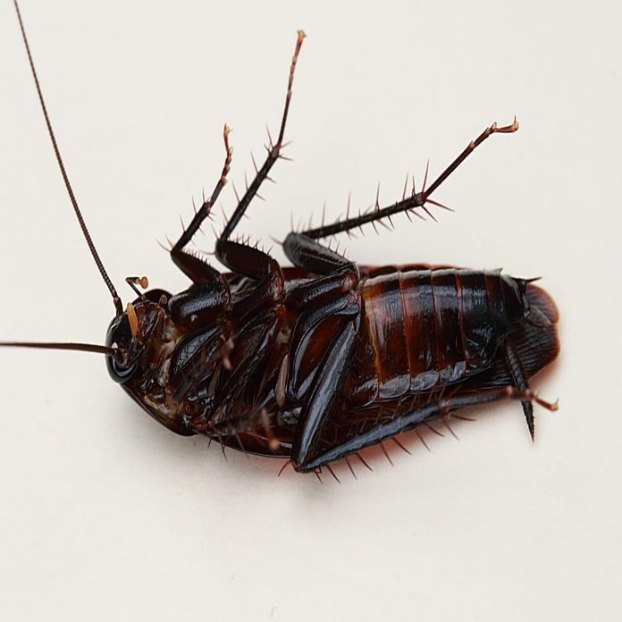 smokybrown cockroach