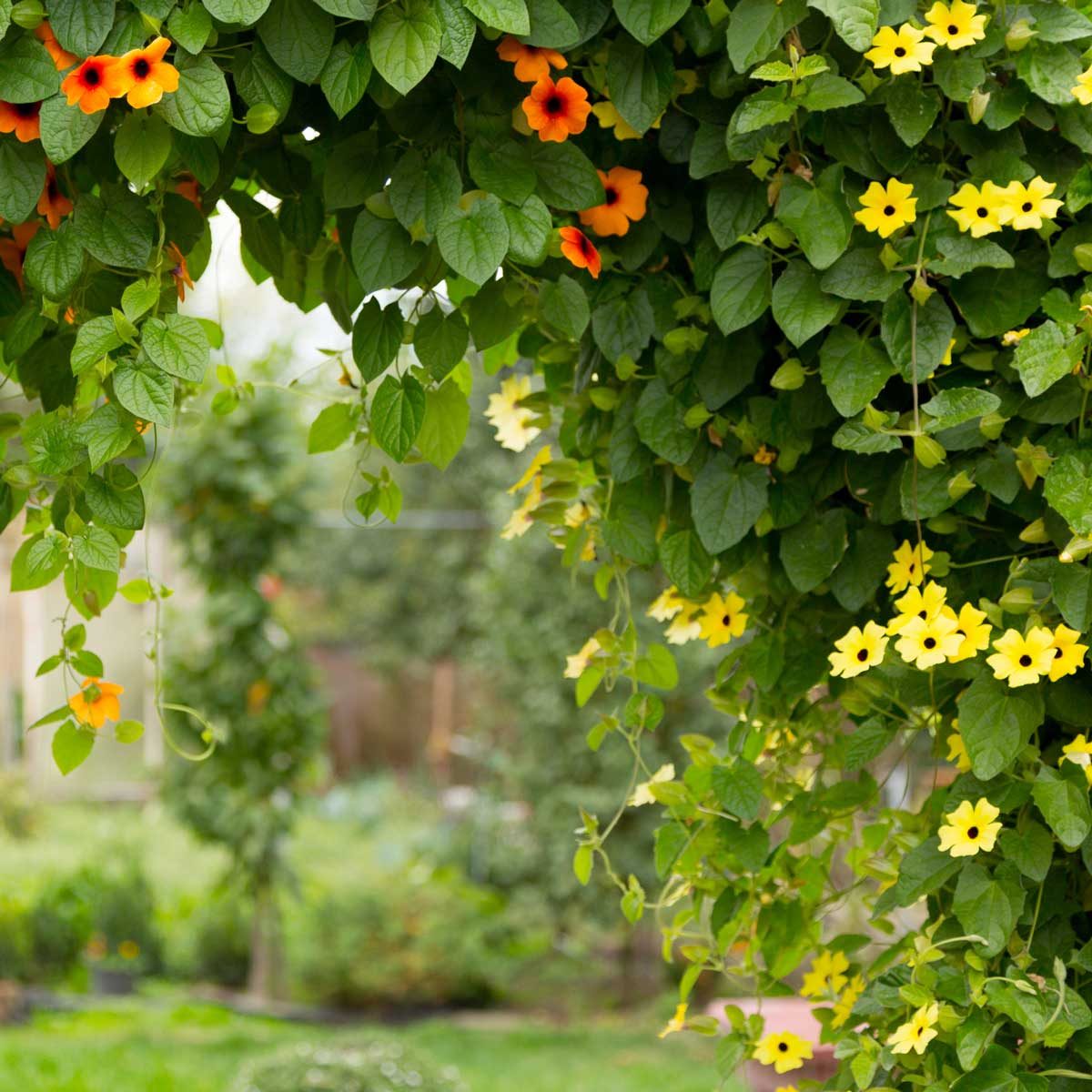 Black-Eyed Susan Vine