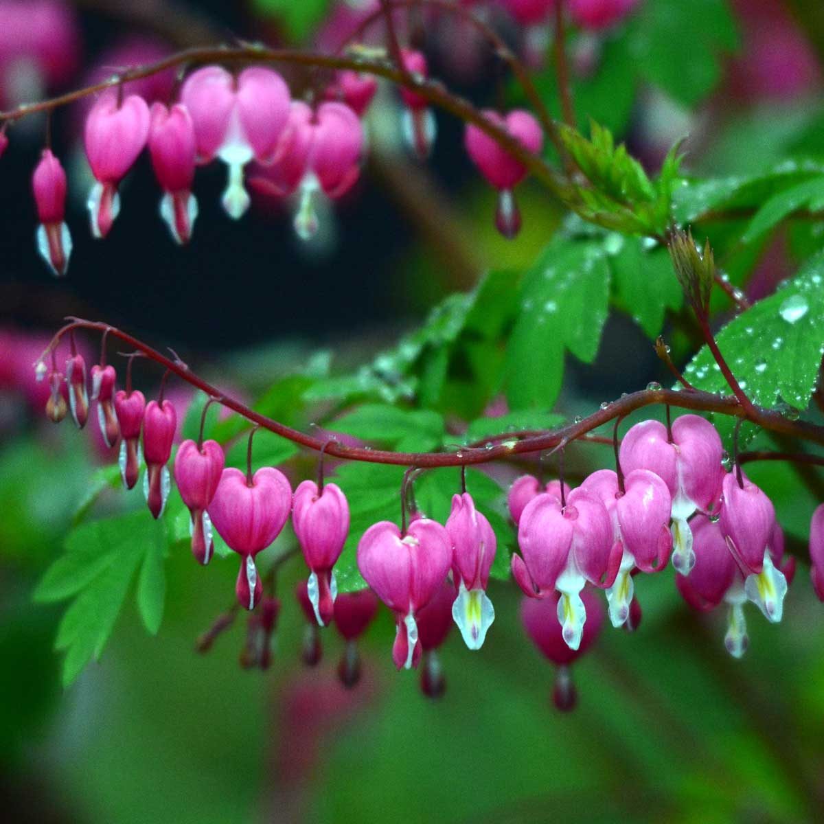 Bleeding heart flower