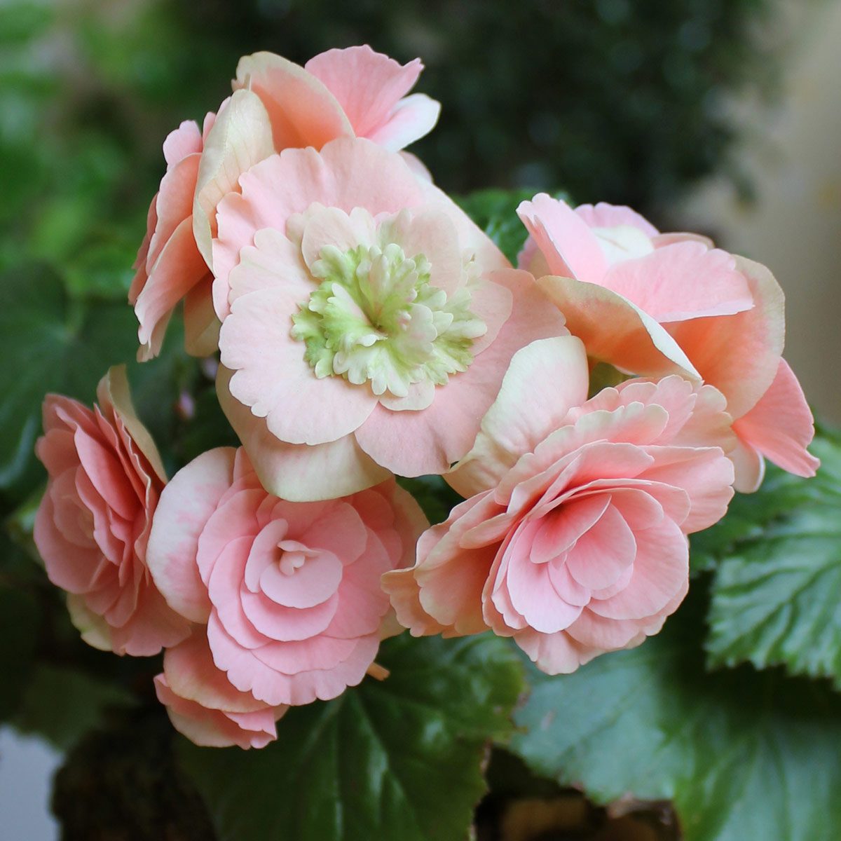 Blooming Begonia tuberhybrida close up